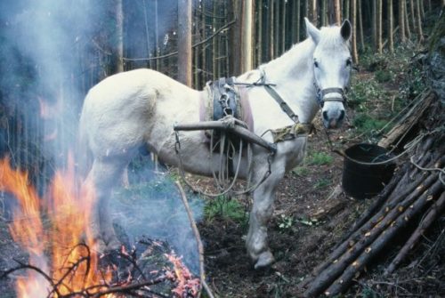 写真集『UmaCCOー最後の働く馬たちー』