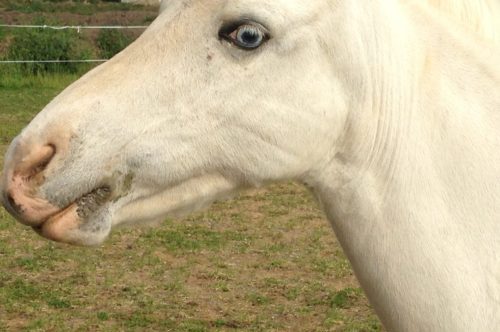 佐目（サメ）のポニー