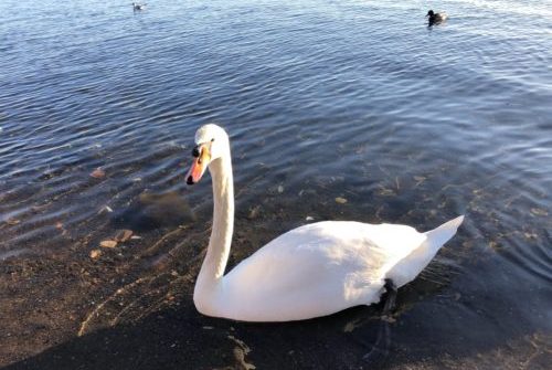 白鳥の湖